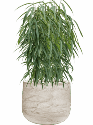 Ficus Binnendijkii Alii In Baq Algar D 21 H 97 cm - PlantenShop24 - 23-06-2025