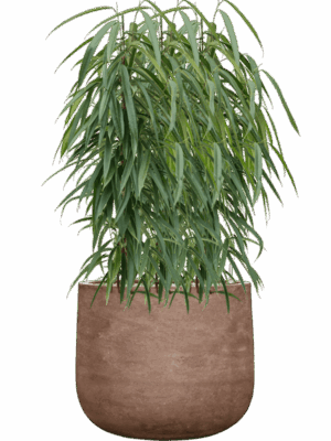 Ficus Binnendijkii Alii In Baq Algar D 21 H 98 cm - PlantenShop24 - 23-06-2025