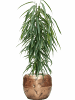 Ficus Binnendijkii Alii In Baq Opus Raw D 21 H 112 cm - PlantenShop24 - 04-06-2025