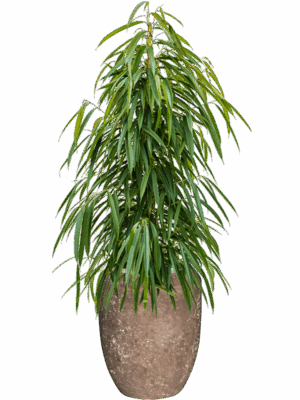 Ficus Binnendijkii Alii In Baq Polystone Coated Plain D 27 H 156 cm - PlantenShop24 - 20-06-2025