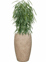Ficus Binnendijkii Alii In Coast Mountains D 21 H 119 cm - PlantenShop24 - 09-06-2025