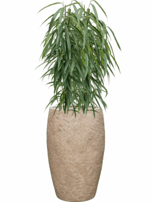 Ficus Binnendijkii Alii In Coast Mountains D 21 H 119 cm - PlantenShop24 - 09-06-2025