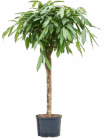 Ficus Binnendijkii Amstel King D 25 H 120 cm - PlantenShop24 - 30-07-2025