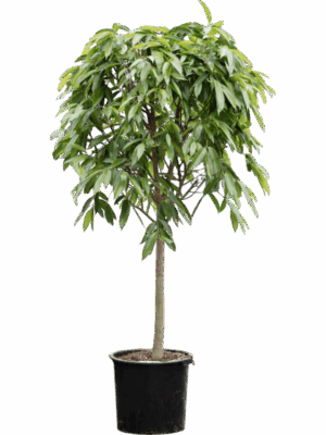 Ficus Binnendijkii Amstel King D 44 H 220 cm - PlantenShop24 - 05-06-2025