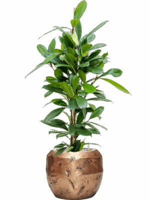 Ficus Cyathistipula In Baq Opus Raw D 21 H 114 cm - PlantenShop24 - 04-06-2025