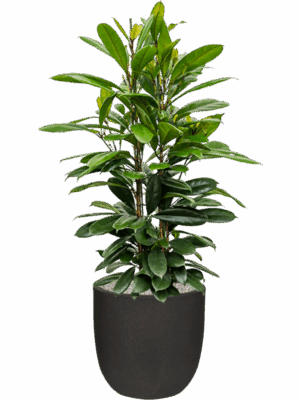 Ficus Cyathistipula In Capi Urban Smooth NL D 30 H 133 cm - PlantenShop24 - 27-06-2025