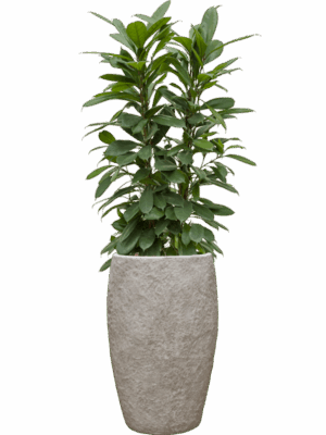 Ficus Cyathistipula In Coast Mountains D 22 H 140 cm - PlantenShop24 - 09-06-2025