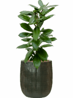 Ficus Cyathistipula In Plain Striped D 15 H 78 cm - PlantenShop24 - 02-06-2025