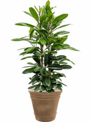 Ficus Cyathistipula In Terra Cotta Doppio D 30 H 130 cm - PlantenShop24 - 24-06-2025