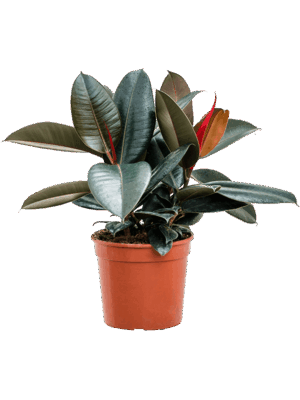 Ficus Elastica Abidjan D 21 H 60 cm - PlantenShop24 - 11-06-2025