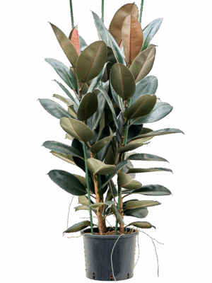 Ficus Elastica Abidjan D 28 H 140 cm - PlantenShop24 - 07-06-2025