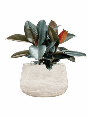 Ficus Elastica Abidjan In Baq Algar D 21 H 53 cm - PlantenShop24 - 26-06-2025