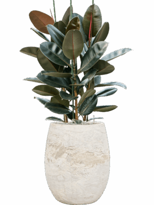 Ficus Elastica Abidjan In Baq Algar D 30 H 132 cm - PlantenShop24 - 28-06-2025