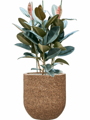 Ficus Elastica Abidjan In Baq Naturescast D 30 H 124 cm - PlantenShop24 - 16-06-2025