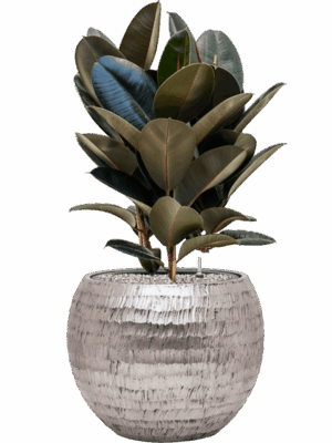 Ficus Elastica Abidjan In Baq Opus Hammered D 24 H 87 cm - PlantenShop24 - 18-06-2025