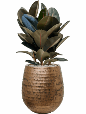 Ficus Elastica Abidjan In Baq Opus Hammered D 24 H 94 cm - PlantenShop24 - 18-06-2025