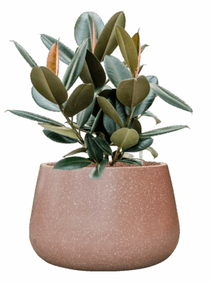 Ficus Elastica Abidjan In Baq Terrazzo D 22 H 75 cm - PlantenShop24 - 20-06-2025