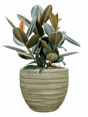 Ficus Elastica Abidjan In Baq Tornado D 22 H 75 cm - PlantenShop24 - 20-06-2025