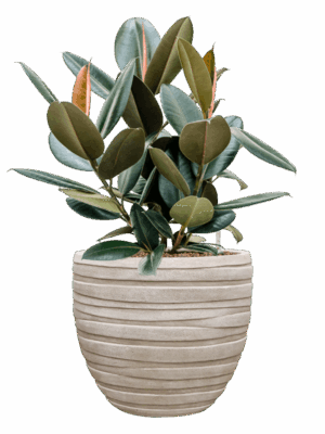 Ficus Elastica Abidjan In Baq Tornado D 22 H 76 cm - PlantenShop24 - 20-06-2025