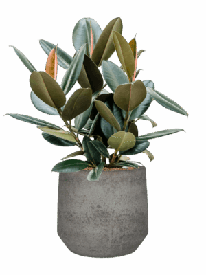 Ficus Elastica Abidjan In Cement & Stone D 22 H 71 cm - PlantenShop24 - 20-06-2025
