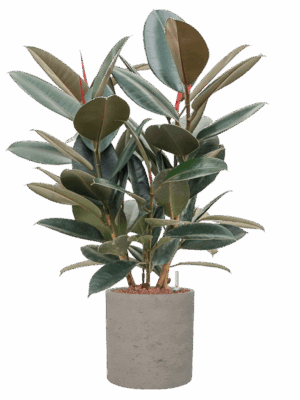 Ficus Elastica Abidjan In Rough D 22 H 92 cm - PlantenShop24 - 09-06-2025