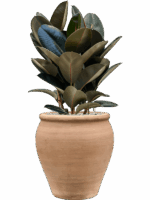 Ficus Elastica Abidjan In Terra Antica D 24 H 95 cm - PlantenShop24 - 18-06-2025