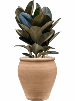 Ficus Elastica Abidjan In Terra Antica D 24 H 95 cm - PlantenShop24 - 18-06-2025