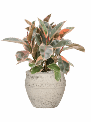 Ficus Elastica Belize In Mediterranean D 21 H 57 cm - PlantenShop24 - 31-05-2025