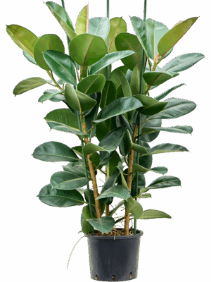 Ficus Elastica Robusta D 28 H 140 cm - PlantenShop24 - 07-06-2025