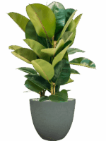Ficus Elastica Robusta In Artstone D 24 H 78 cm - PlantenShop24 - 20-06-2025