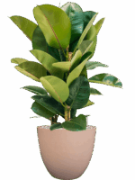 Ficus Elastica Robusta In Artstone D 24 H 78 cm - PlantenShop24 - 20-06-2025