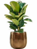 Ficus Elastica Robusta In Balloon D 24 H 85 cm - PlantenShop24 - 03-06-2025