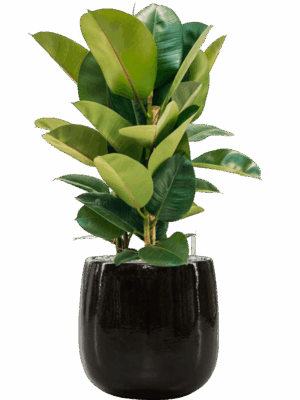 Ficus Elastica Robusta In Balloon D 24 H 85 cm - PlantenShop24 - 03-06-2025