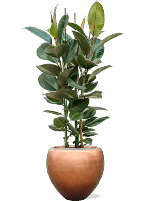 Ficus Elastica Robusta In Baq Metallic Silver Leaf D 30 H 162 cm - PlantenShop24 - 04-06-2025