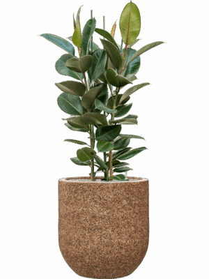 Ficus Elastica Robusta In Baq Naturescast D 30 H 139 cm - PlantenShop24 - 16-06-2025