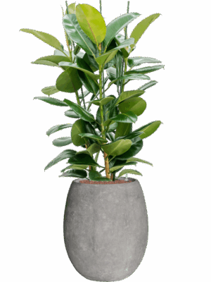 Ficus Elastica Robusta In Baq Polystone Coated Plain D 25 H 146 cm - PlantenShop24 - 09-06-2025