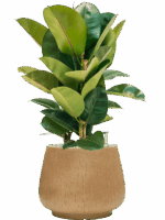 Ficus Elastica Robusta In Baq Raindrop D 24 H 83 cm - PlantenShop24 - 20-06-2025