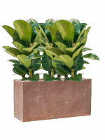 Ficus Elastica Robusta In Baq Terrazzo D 24 H 93 cm - PlantenShop24 - 20-06-2025