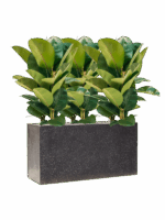 Ficus Elastica Robusta In Baq Terrazzo D 24 H 93 cm - PlantenShop24 - 20-06-2025