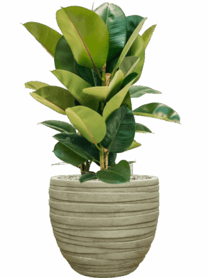 Ficus Elastica Robusta In Baq Tornado D 24 H 86 cm - PlantenShop24 - 20-06-2025