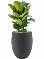 Ficus Elastica Robusta In Grigio D 24 H 103 cm - PlantenShop24 - 20-06-2025