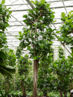 Ficus Lyrata 250/300 D 95 H 300 cm - PlantenShop24 - 05-06-2025