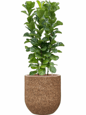 Ficus Lyrata Bambino In Baq Naturescast D 28 H 140 cm - PlantenShop24 - 27-06-2025