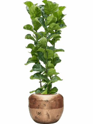 Ficus Lyrata Bambino In Baq Opus Raw D 25 H 156 cm - PlantenShop24 - 25-06-2025