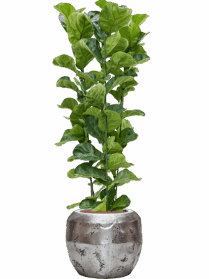 Ficus Lyrata Bambino In Baq Opus Raw D 25 H 157 cm - PlantenShop24 - 25-06-2025