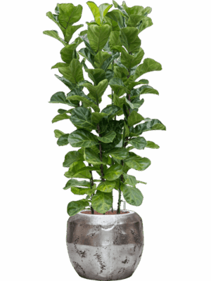 Ficus Lyrata Bambino In Baq Opus Raw D 28 H 156 cm - PlantenShop24 - 27-06-2025