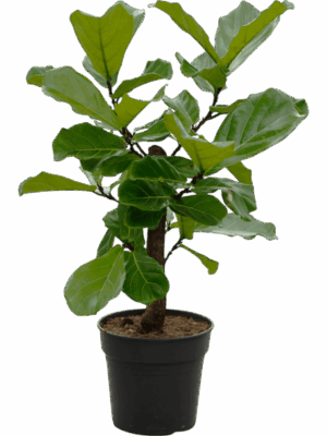 Ficus Lyrata D 30 H 130 cm - PlantenShop24 - 16-06-2025
