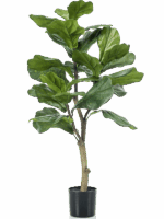 Ficus Lyrata D 45 H 90 cm - PlantenShop24 - 10-07-2025