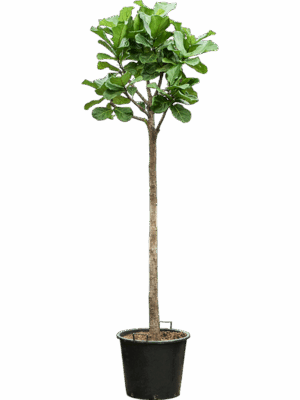 Ficus Lyrata D 55 H 280 cm - PlantenShop24 - 25-06-2025