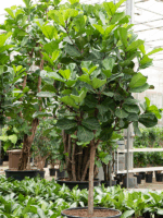 Ficus Lyrata D 80 H 320 cm - PlantenShop24 - 05-06-2025